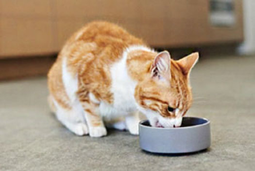 Feeding your cat - nutrition tips