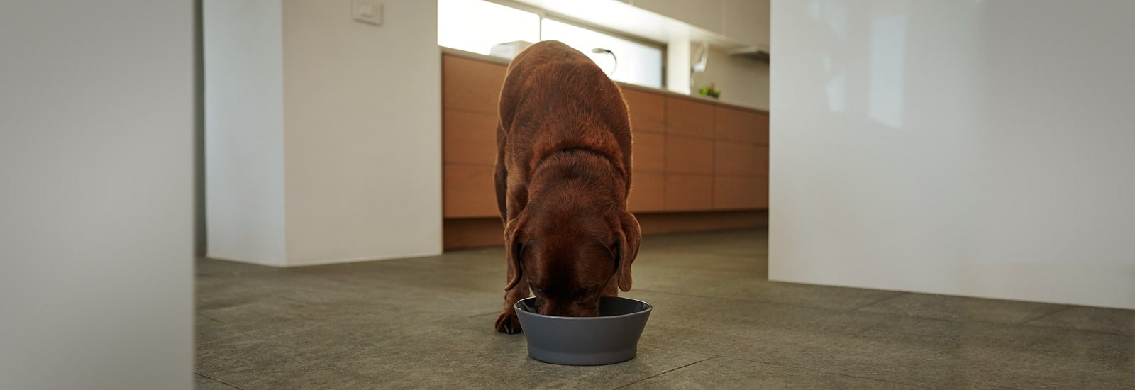 Feeding your dog properly