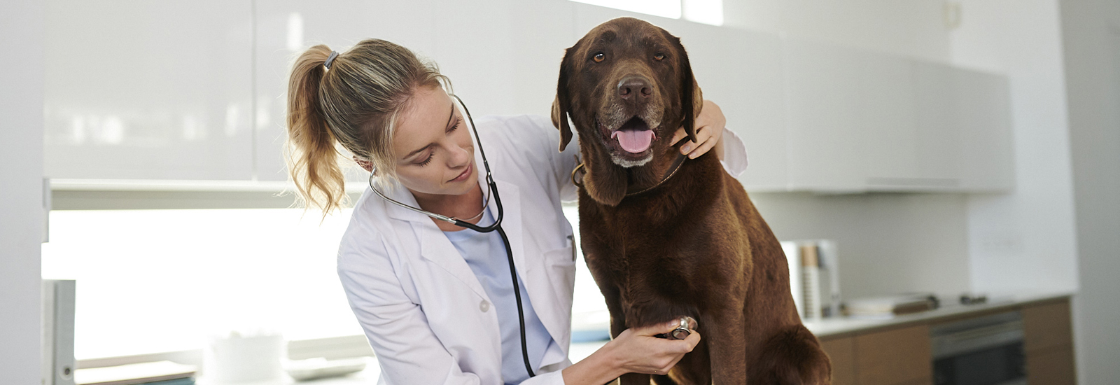 Blood pressure in dogs