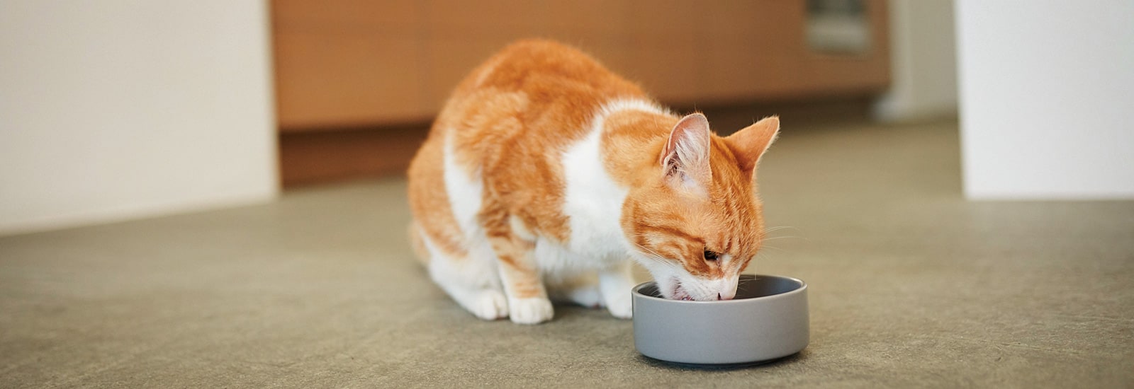 Feeding your cat - nutrition tips