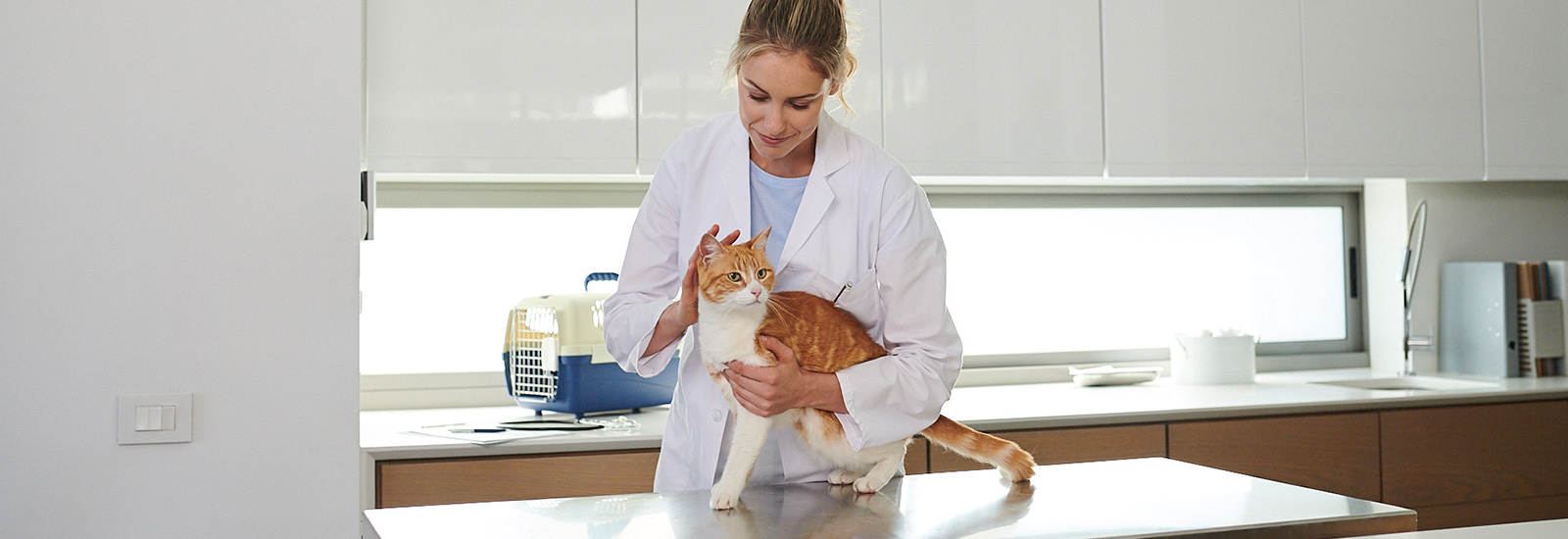 Urinary tract stones in cats