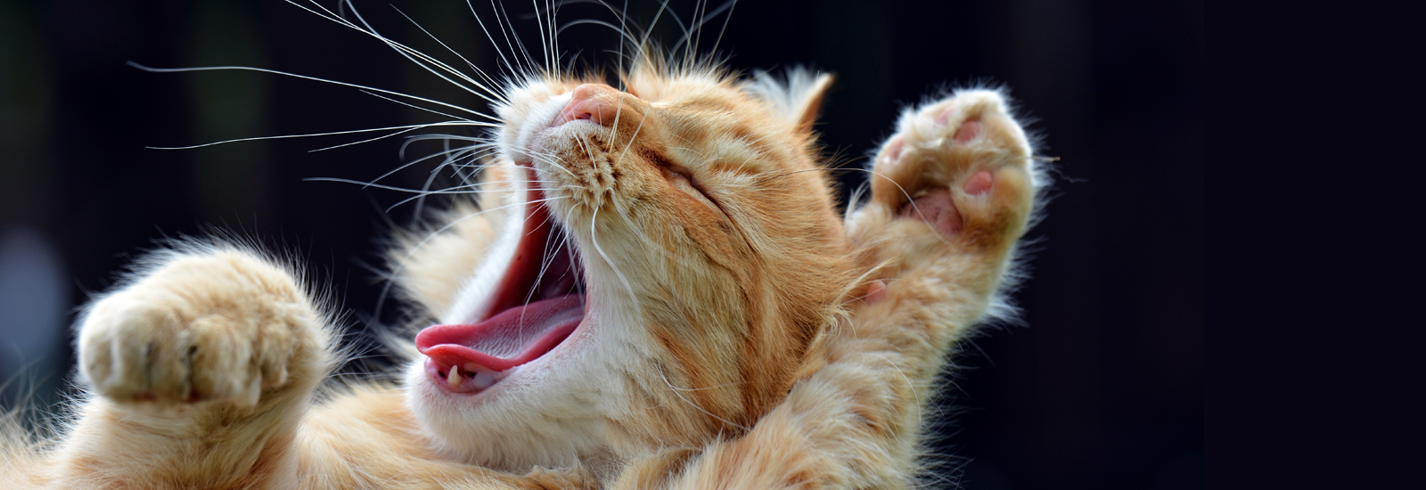 Tooth problems in cats